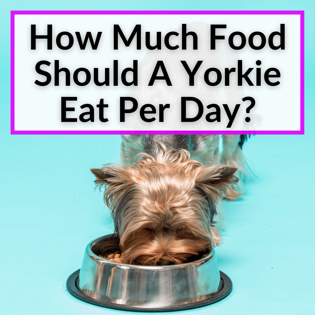 can my yorkie eat yogurt