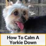 How To Calm A Yorkie Down