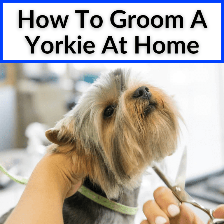 How To Groom A Yorkie At Home (DIY Guide To Save Money)
