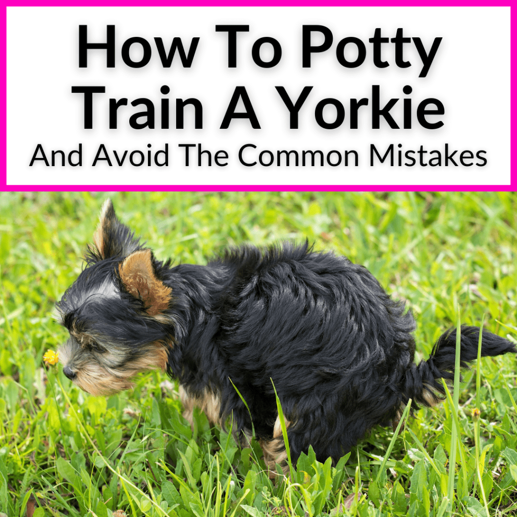 How To Potty Train A Yorkie Puppy (And Avoid The Common Mistakes)