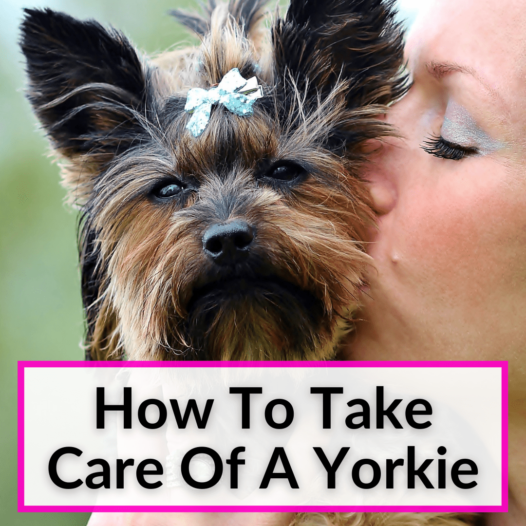 How To Take Care Of A Yorkie