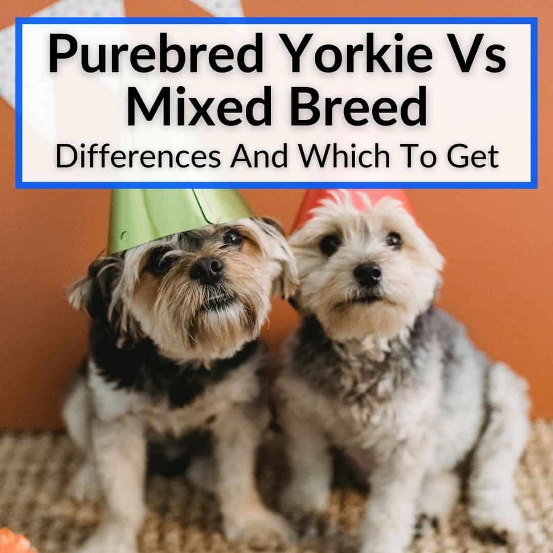 Purebred Yorkie and Mixed Breed