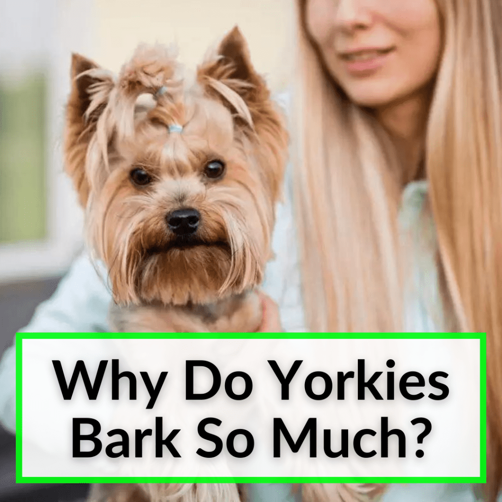 Why Do Yorkies Bark So Much And The Right Way To Handle It 