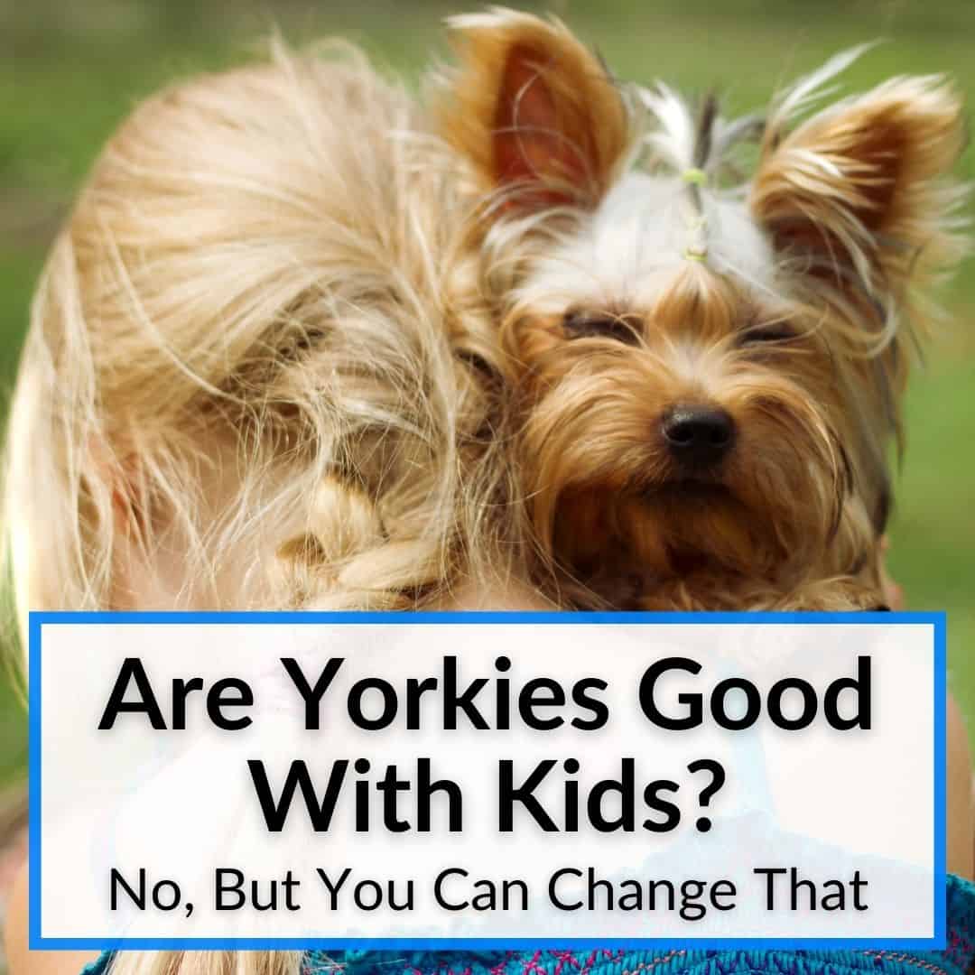Yorkies Good With Kids