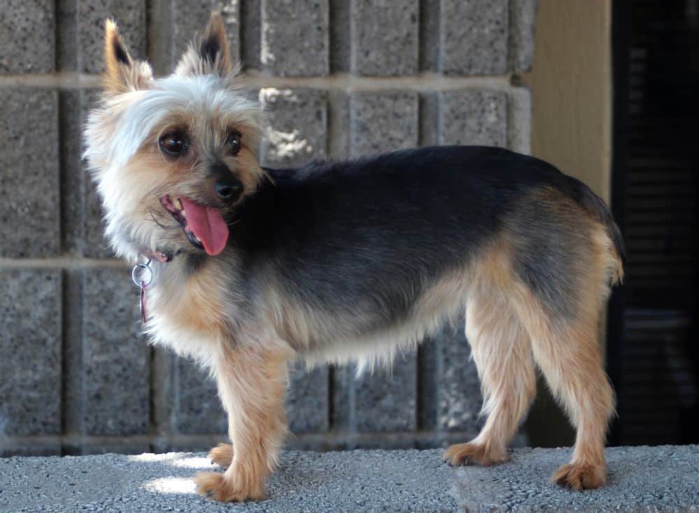 yorkie with watering eyes due to stress