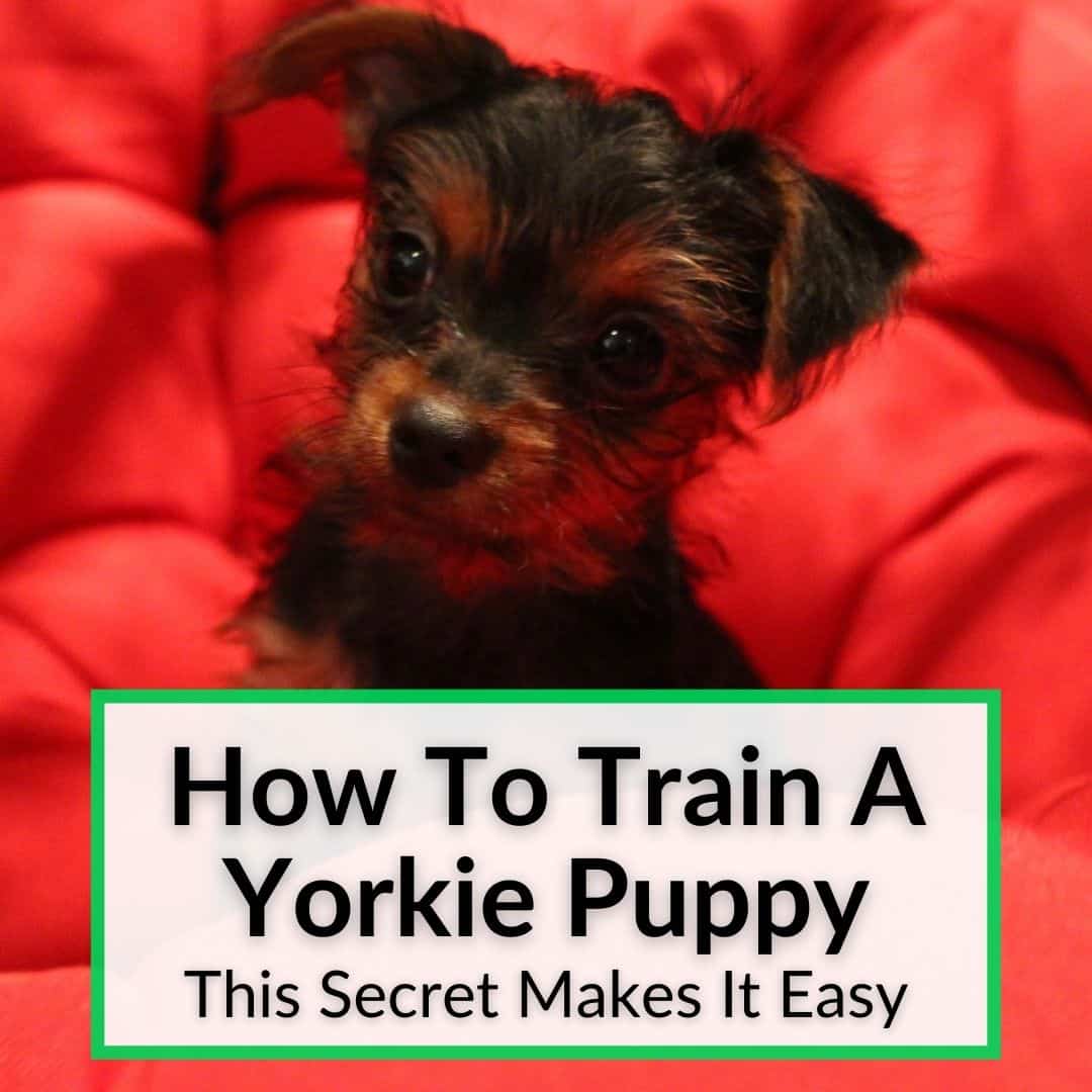 How To Train A Yorkie Puppy