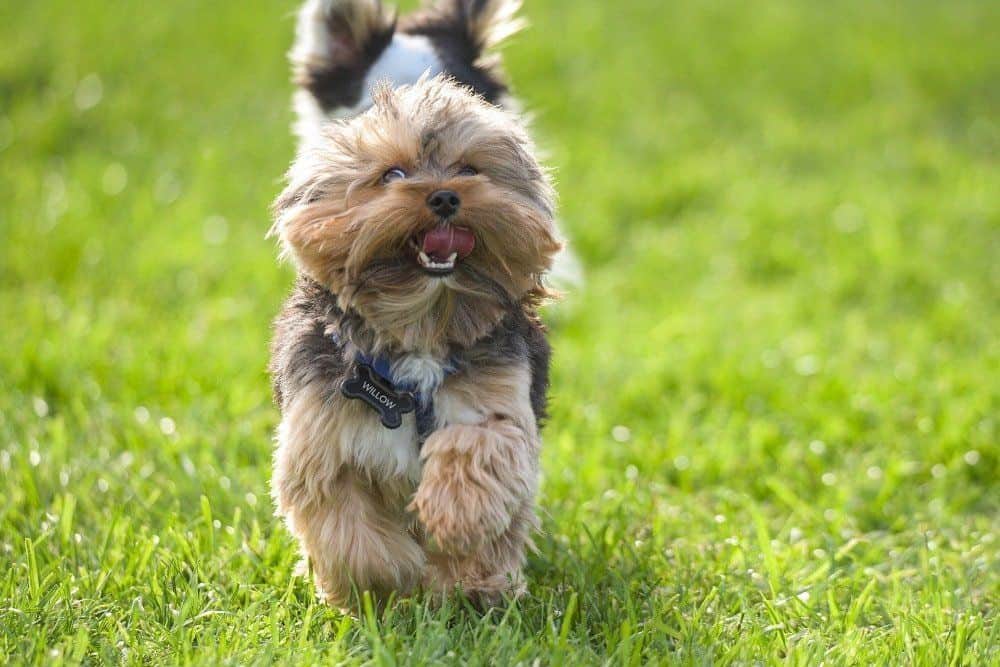 excited yorkie getting exercise