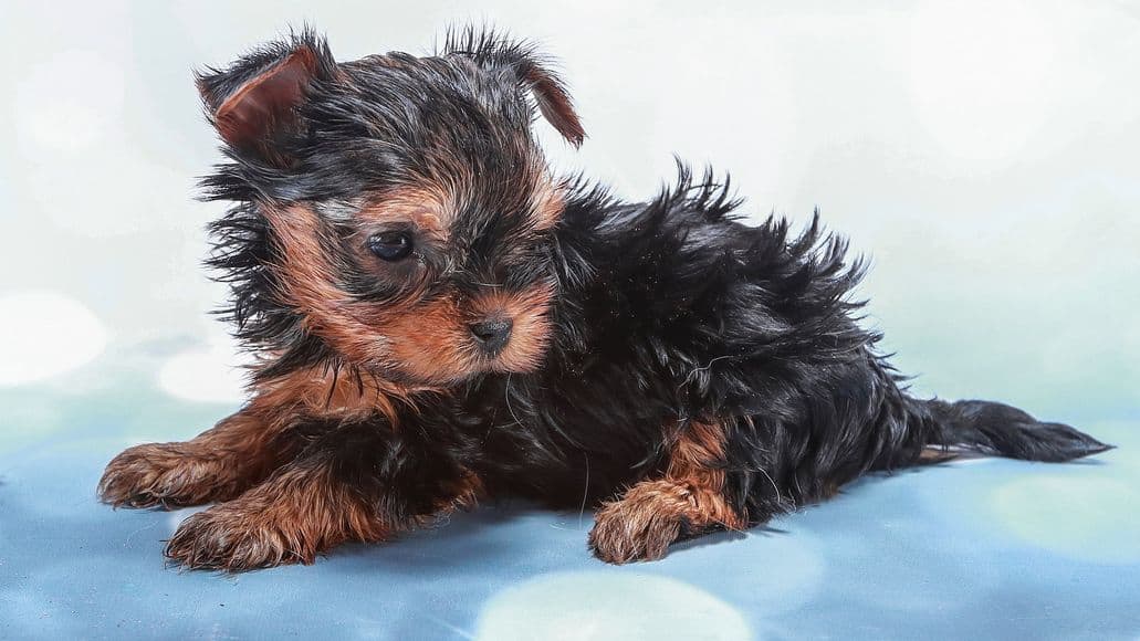 young yorkies poop more frequently