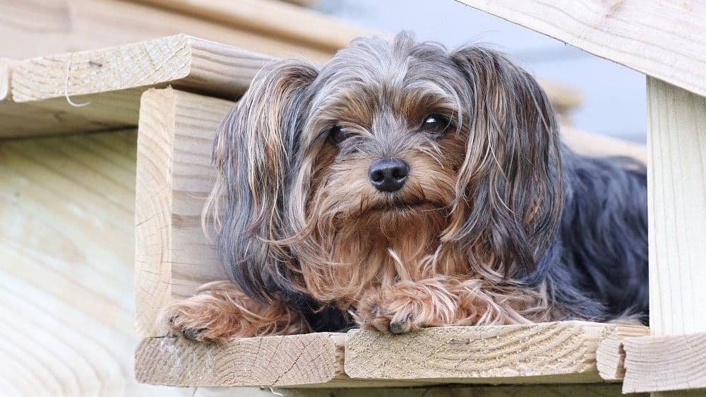 Yorkie being calm