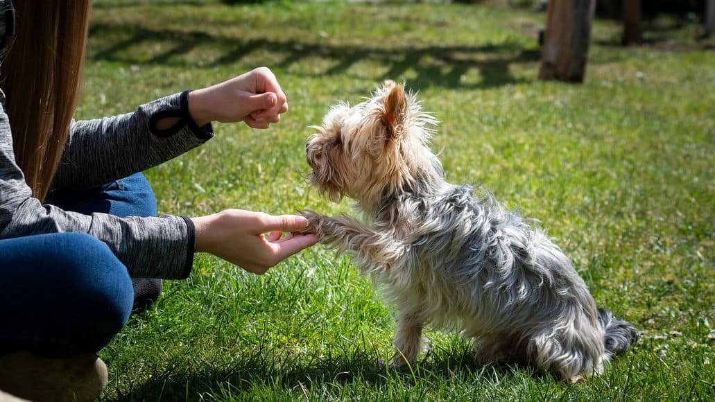 yorkie getting treat for stopping barking