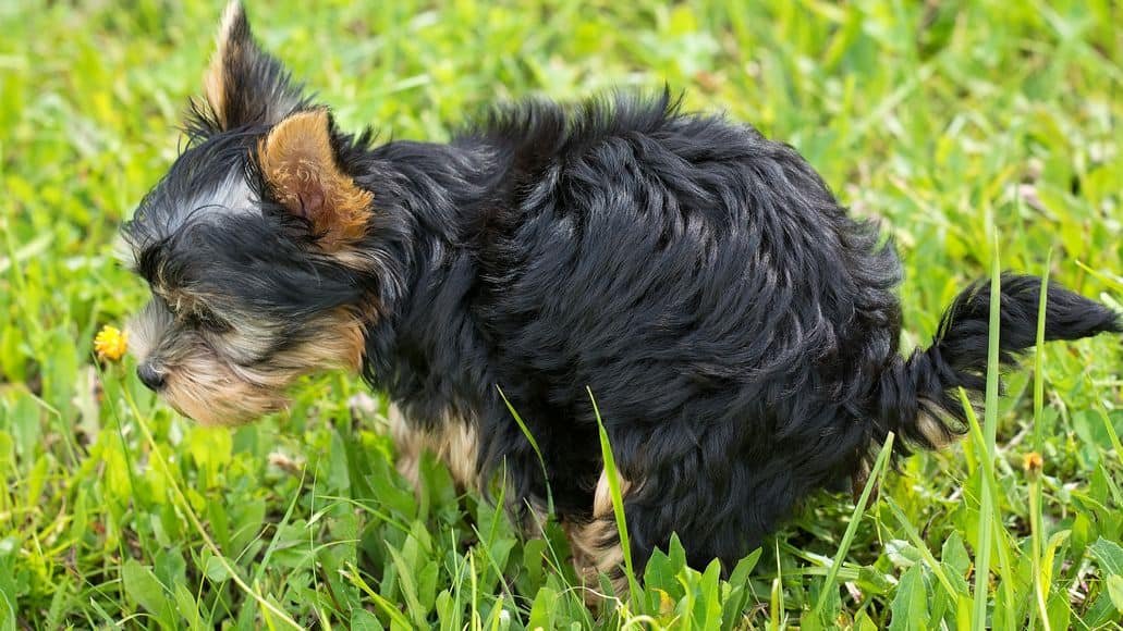 yorkie going potty