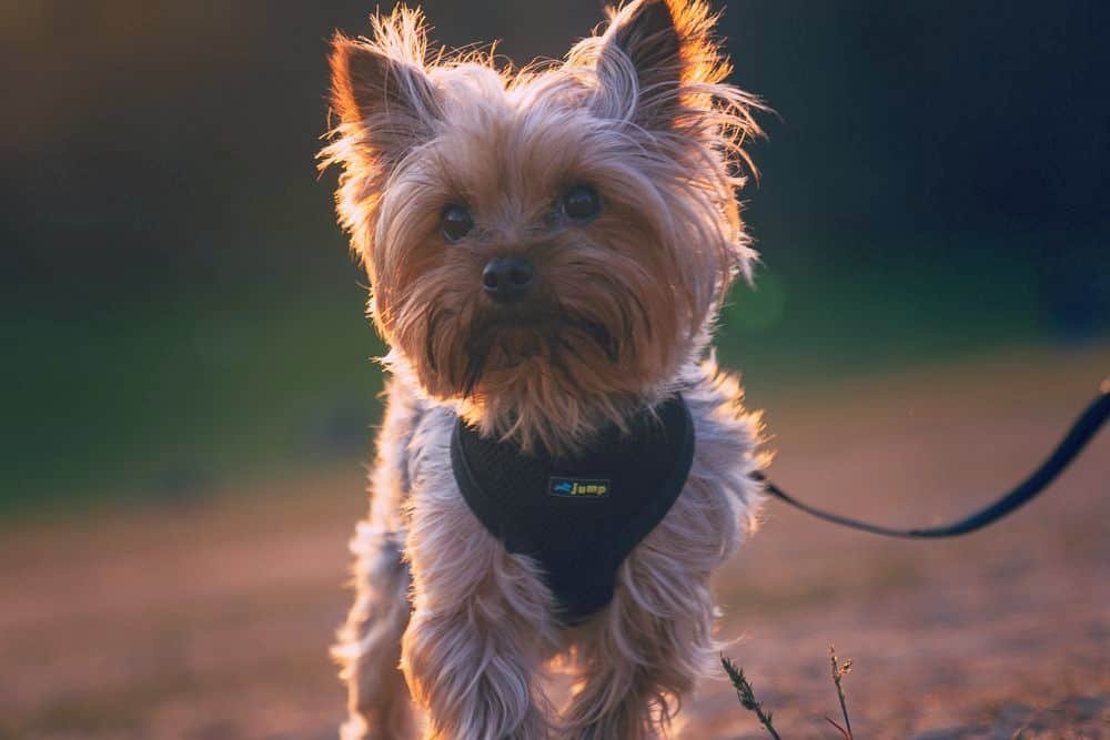 yorkie on leash