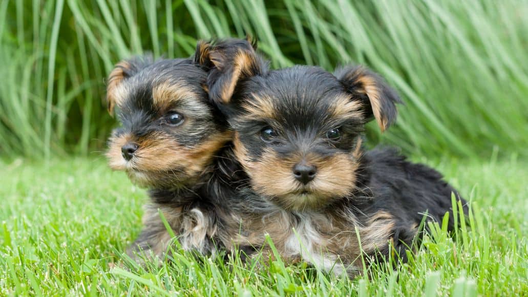 yorkie puppies walking in grass