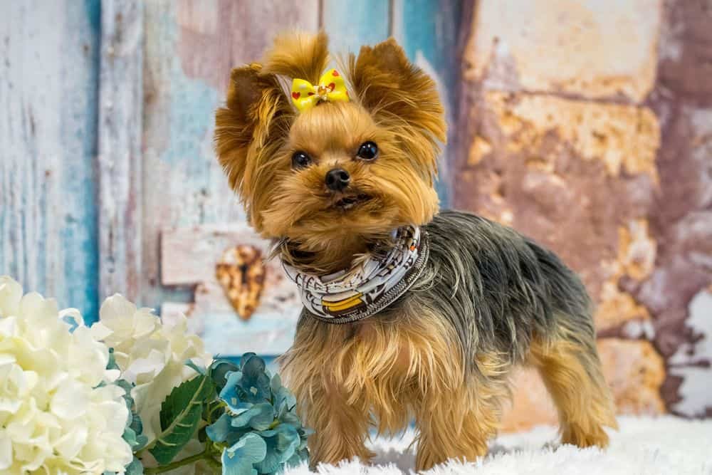 yorkie with groomed hair