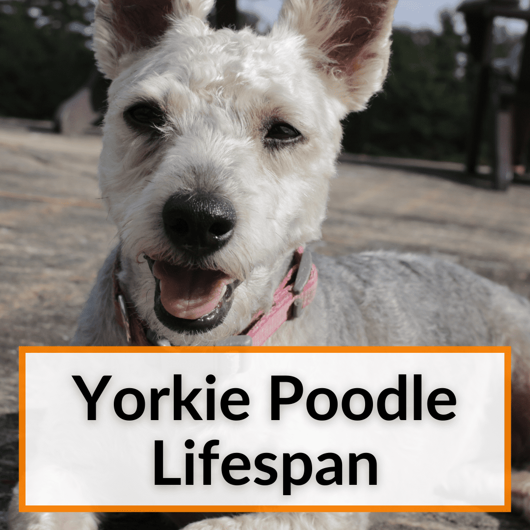 what is the lifespan of a poodle mix terrier