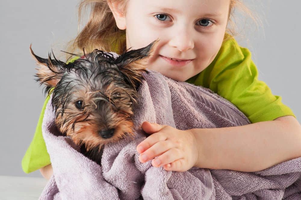 bathing yorkie removes odor