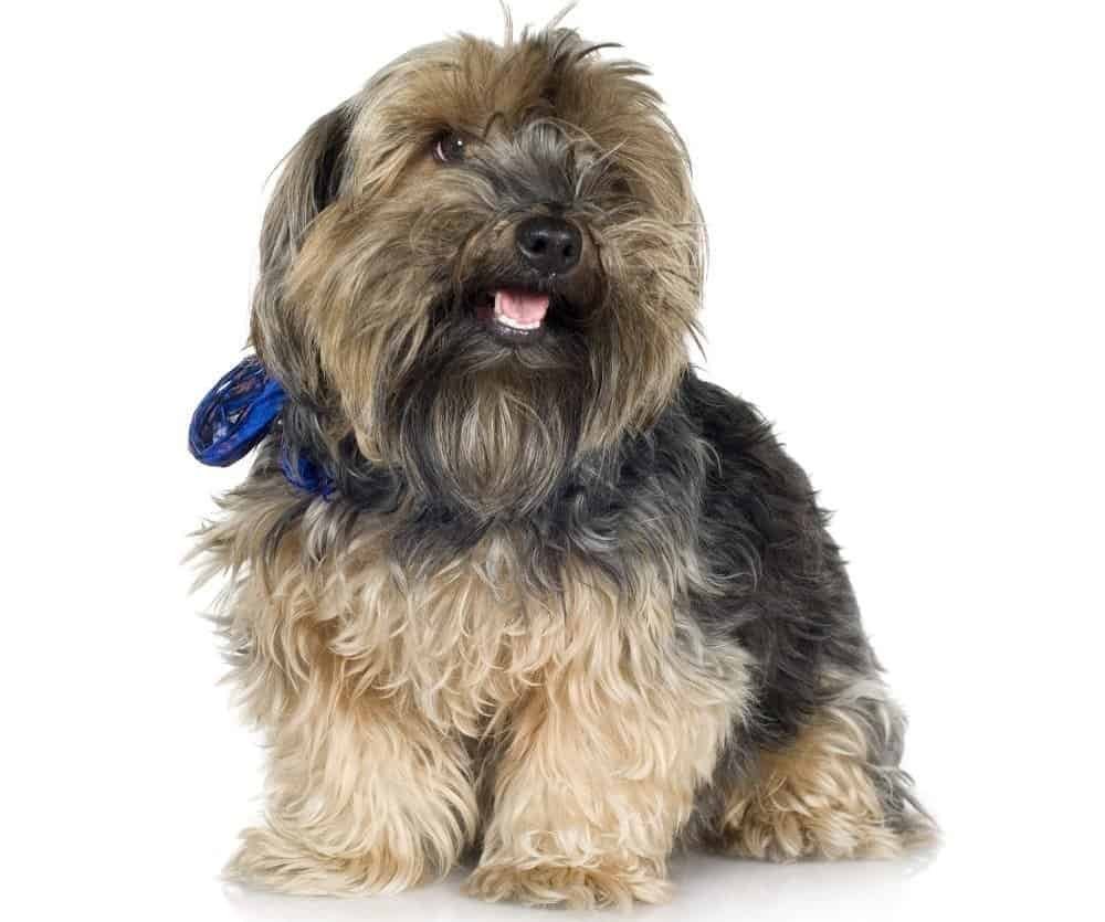 Yorkie Poodle Lifespan (+Helping Your Yorkie Poo Live Longer)