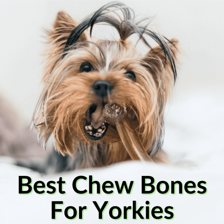 best chew bones for chihuahua
