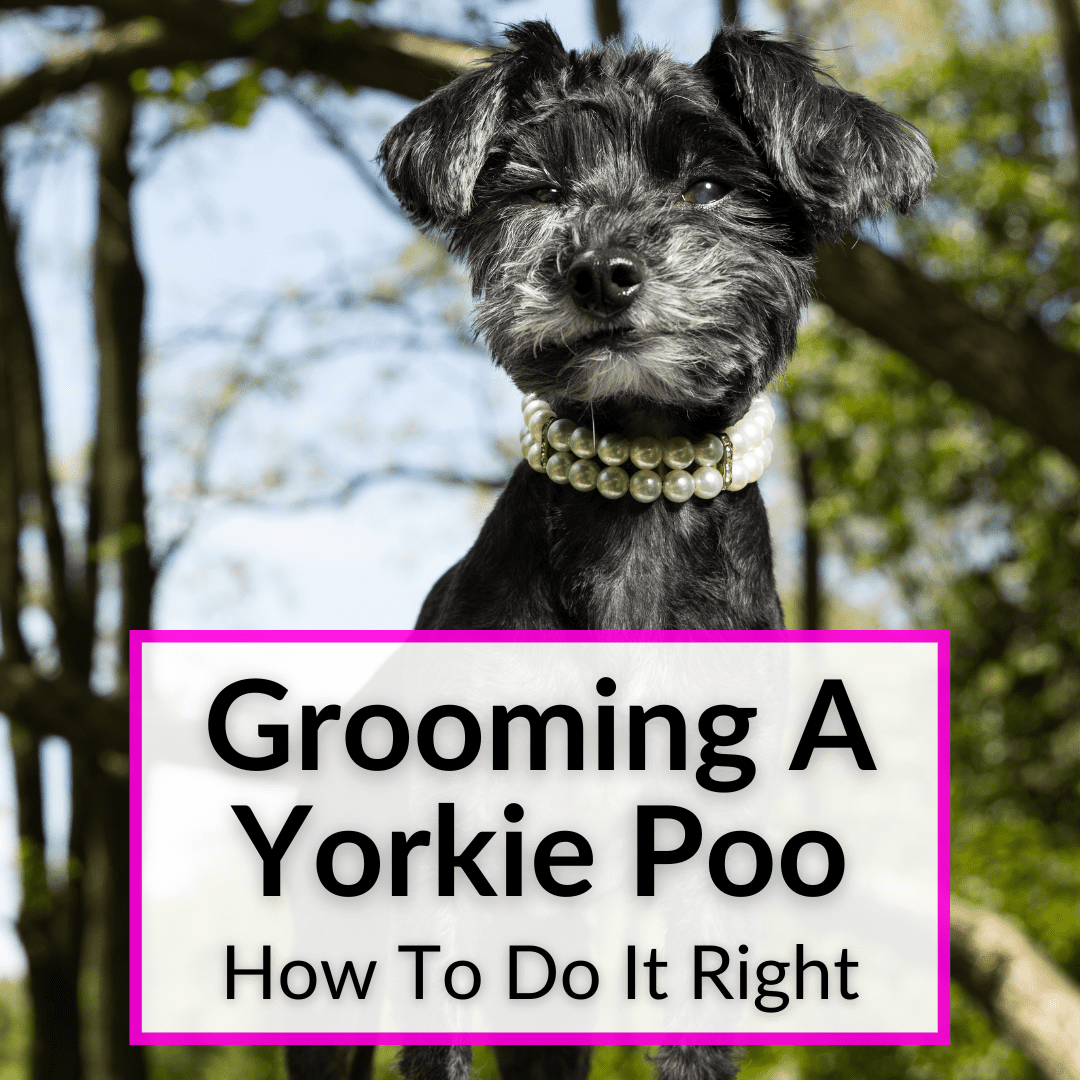 Grooming A Yorkie Poo