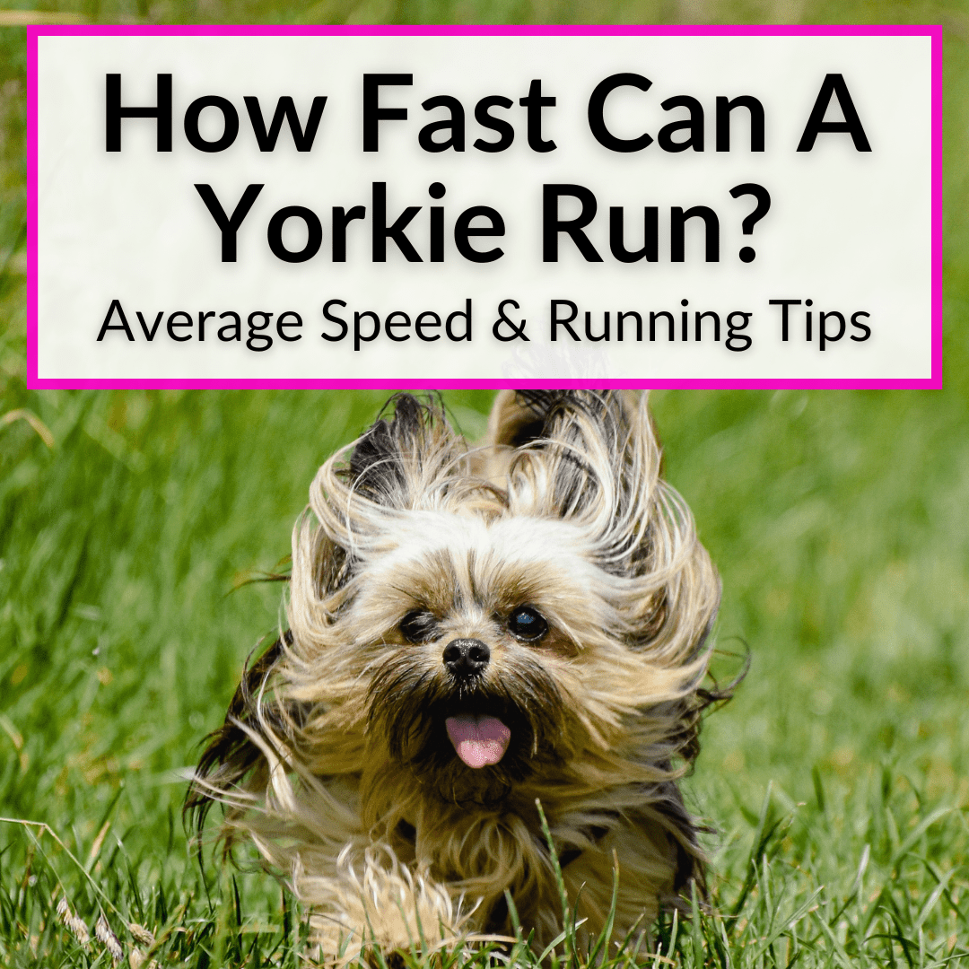 How Fast Can A Yorkie Run