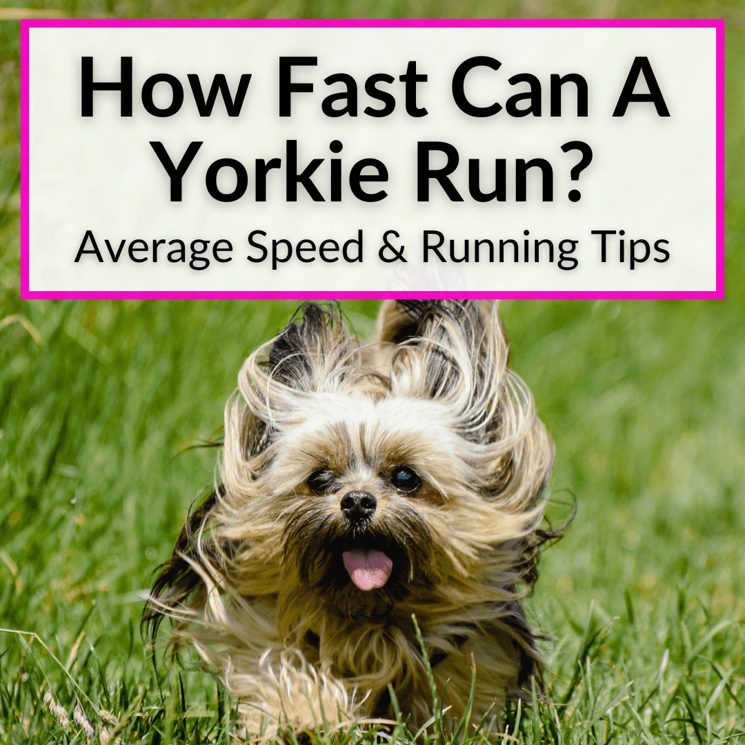 how fast can different dog breeds run