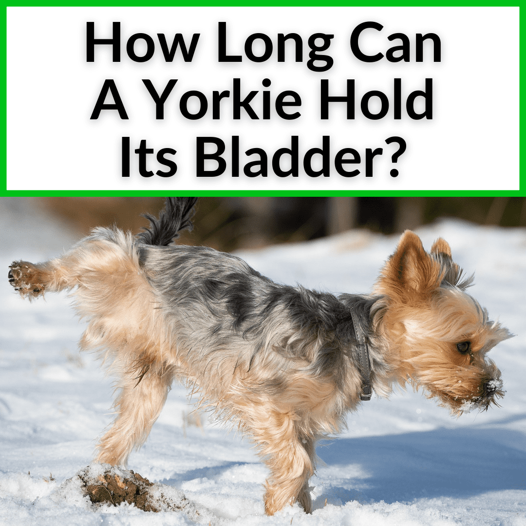 31 How Long Can Small Dogs Hold Their Pee Home