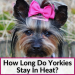 How Long Do Yorkies Stay In Heat