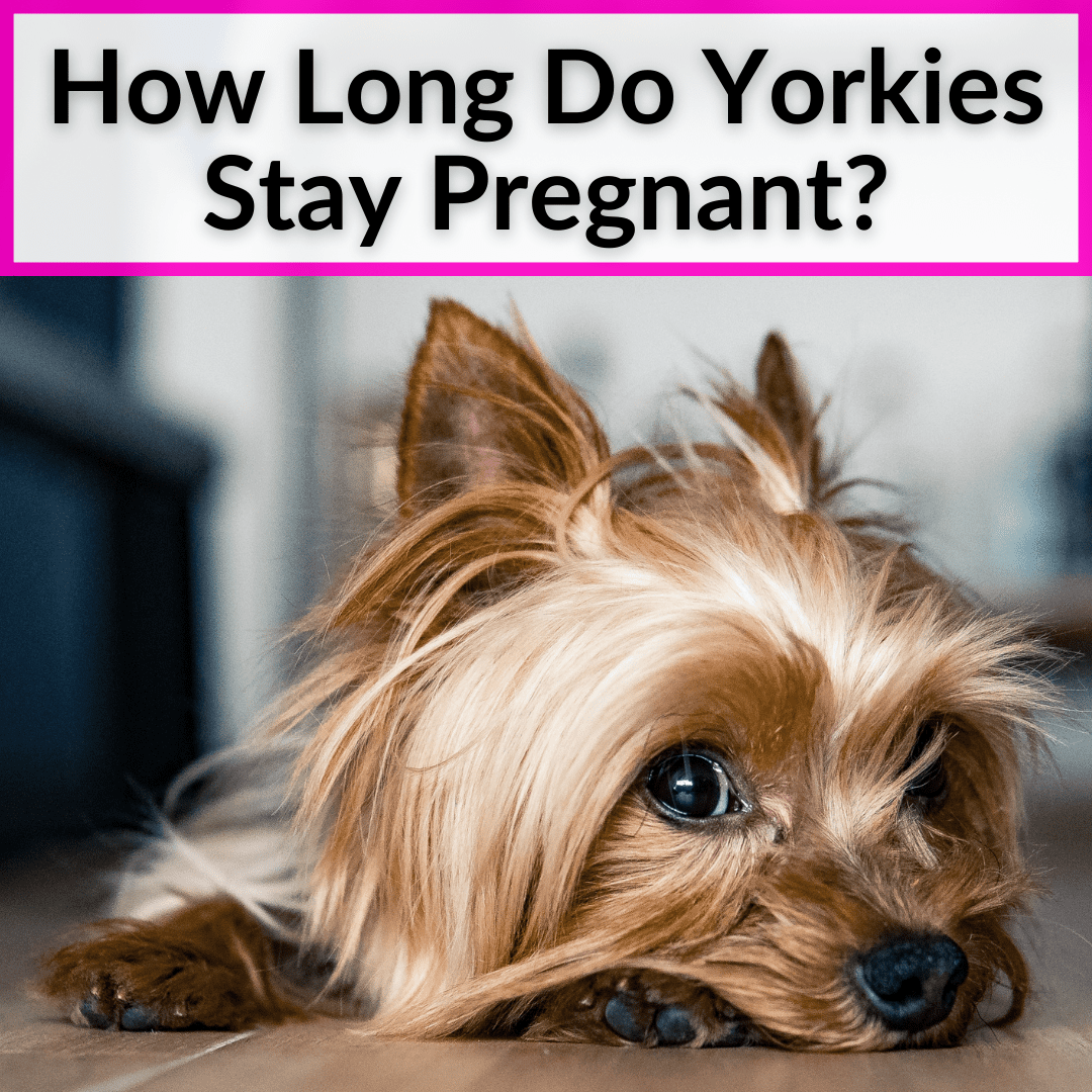 how can you tell if a yorkie is pregnant