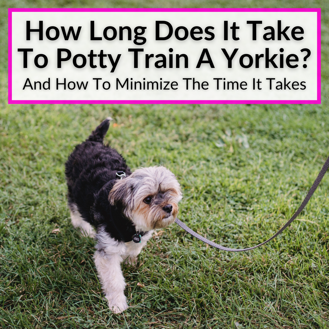 How Long Does It Take To Potty Train A Yorkie