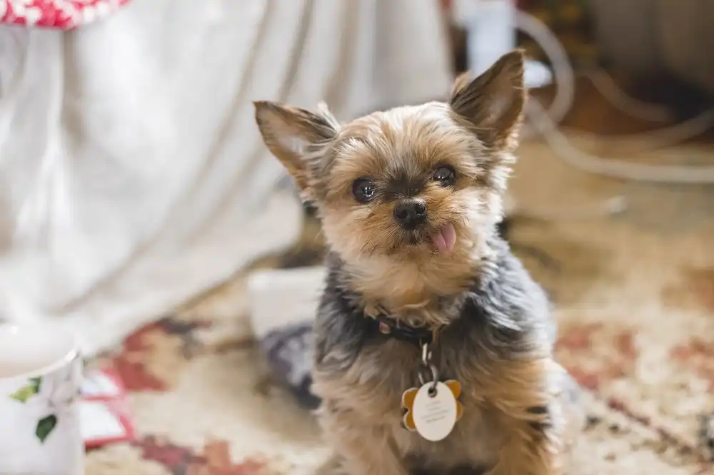 teacup yorkie haircut