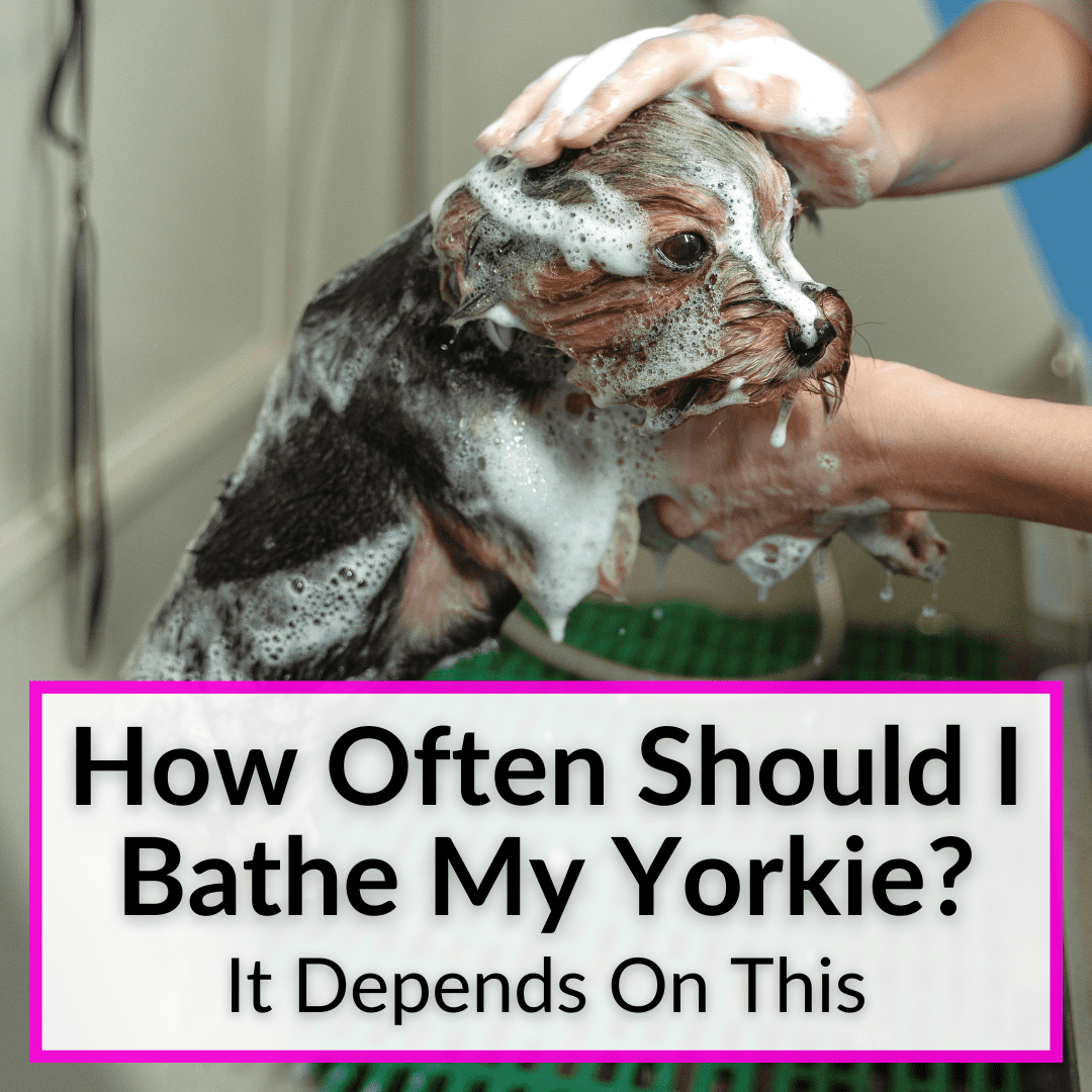 How Often Should I Bathe My Yorkie