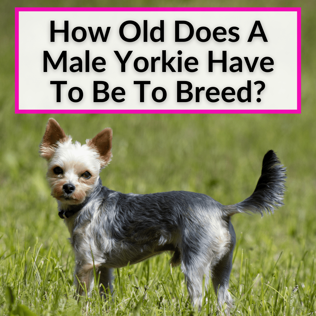 How Old Does A Male Yorkie Have To Be To Breed