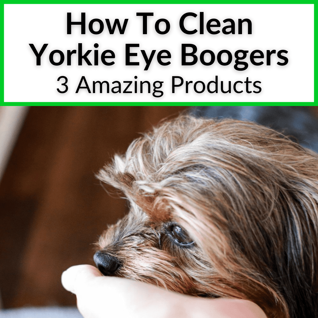 how do you keep a yorkies face clean