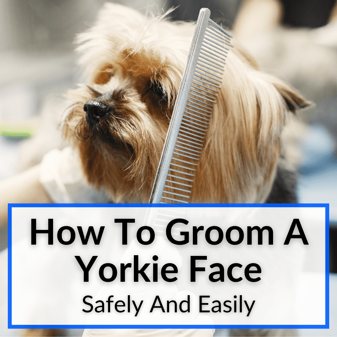 how to groom a yorkie face