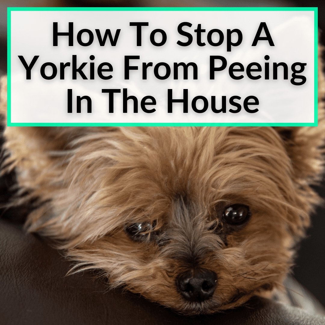 do yorkies pee in the house