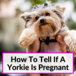 How To Tell If A Yorkie Is Pregnant