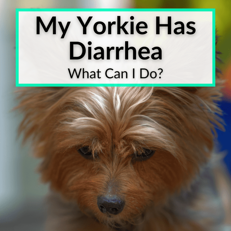 Why Does My Yorkie Lick Everything? YOUR Yorkie Licks EVERYTHING