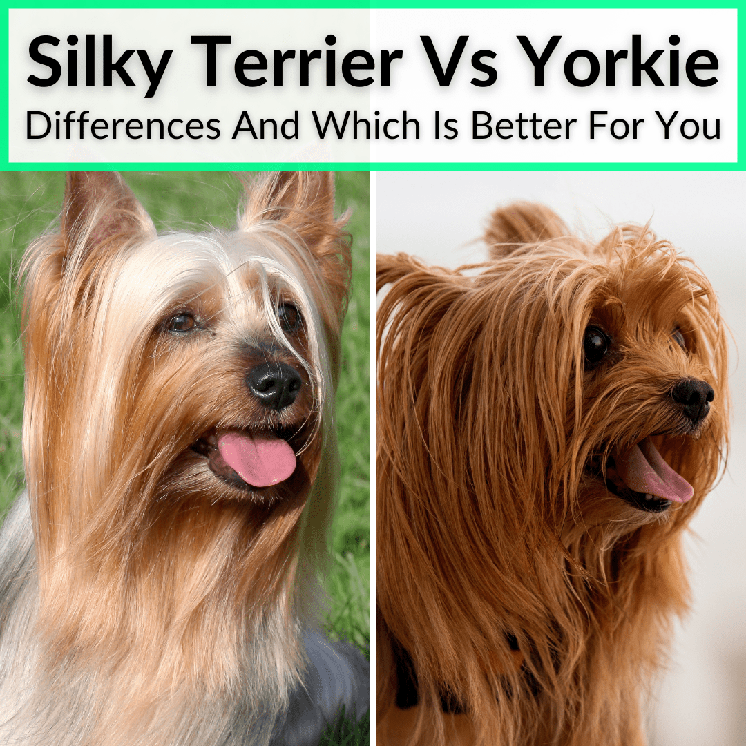 silky terrier vs yorkie