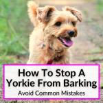 How To Stop A Yorkie From Barking