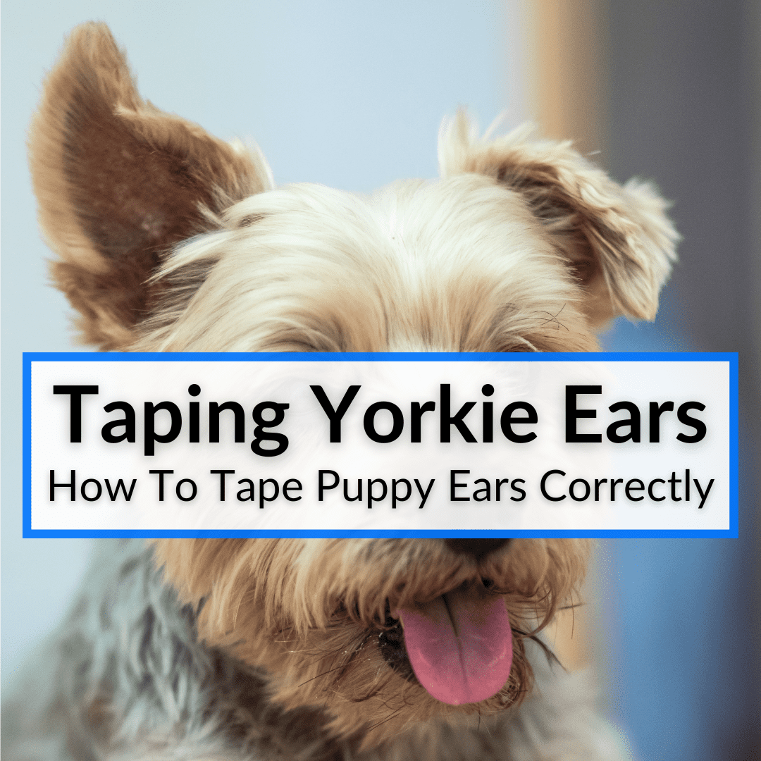 Taping Yorkie Ears