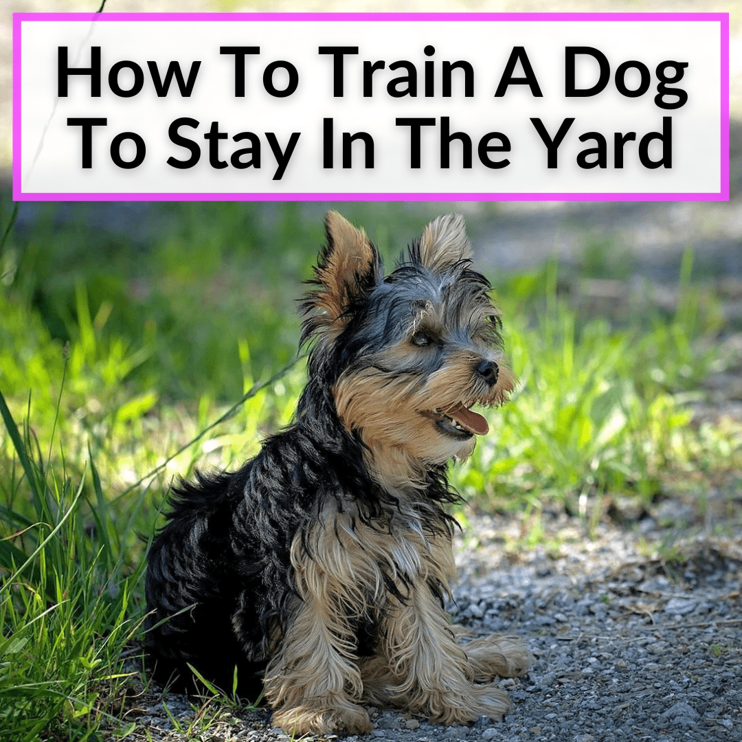 how do you train a dog to stay