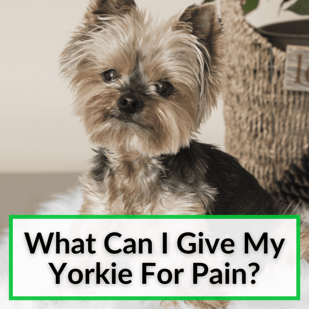 When Do Yorkies' Ears Stand Up? (+How To Help Them Along)