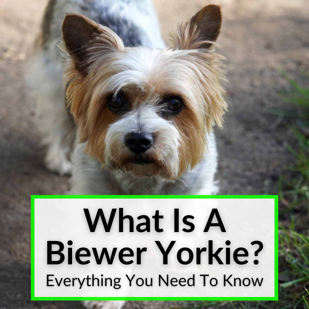 What Is A Biewer Yorkie