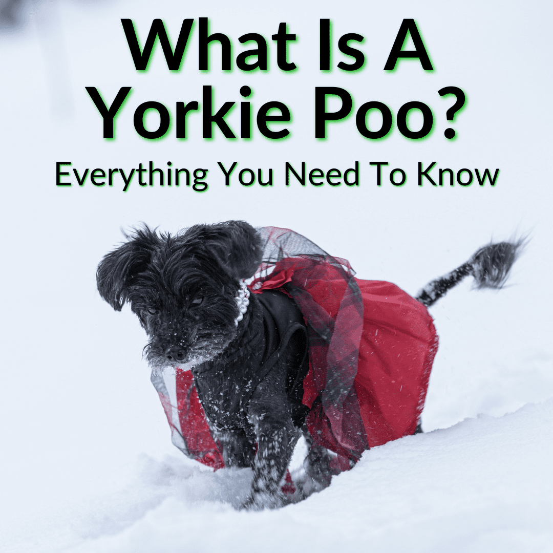 What Is A Yorkie Poo