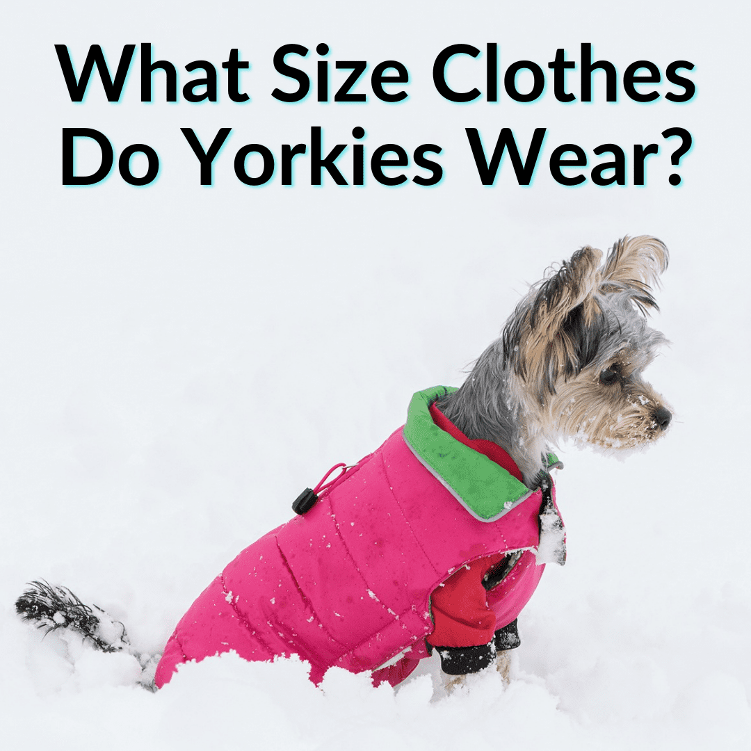 do yorkies need clothes