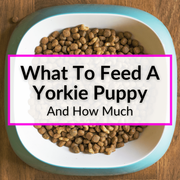 What To Feed A Yorkie Puppy (And How Much?)