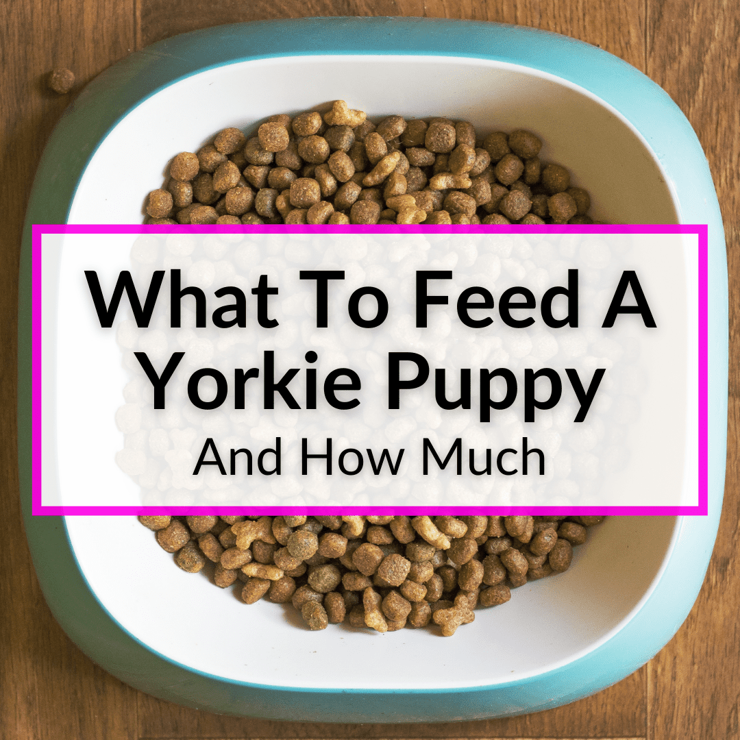 what do you feed a 6 week old yorkie puppy