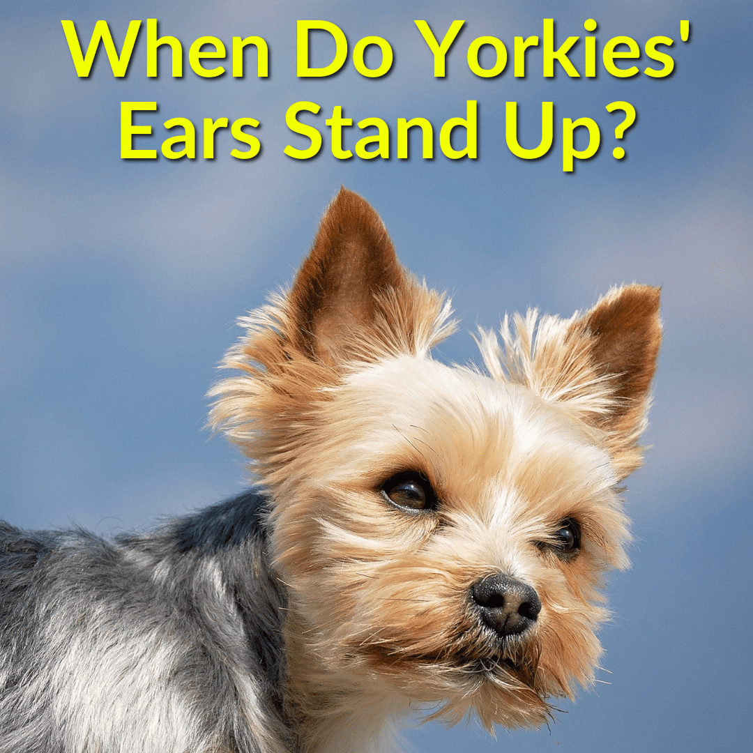 When Do Yorkies Ears Stand Up
