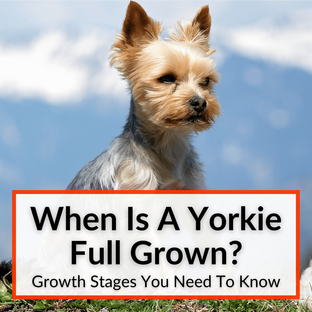 When Is A Yorkie Full Grown