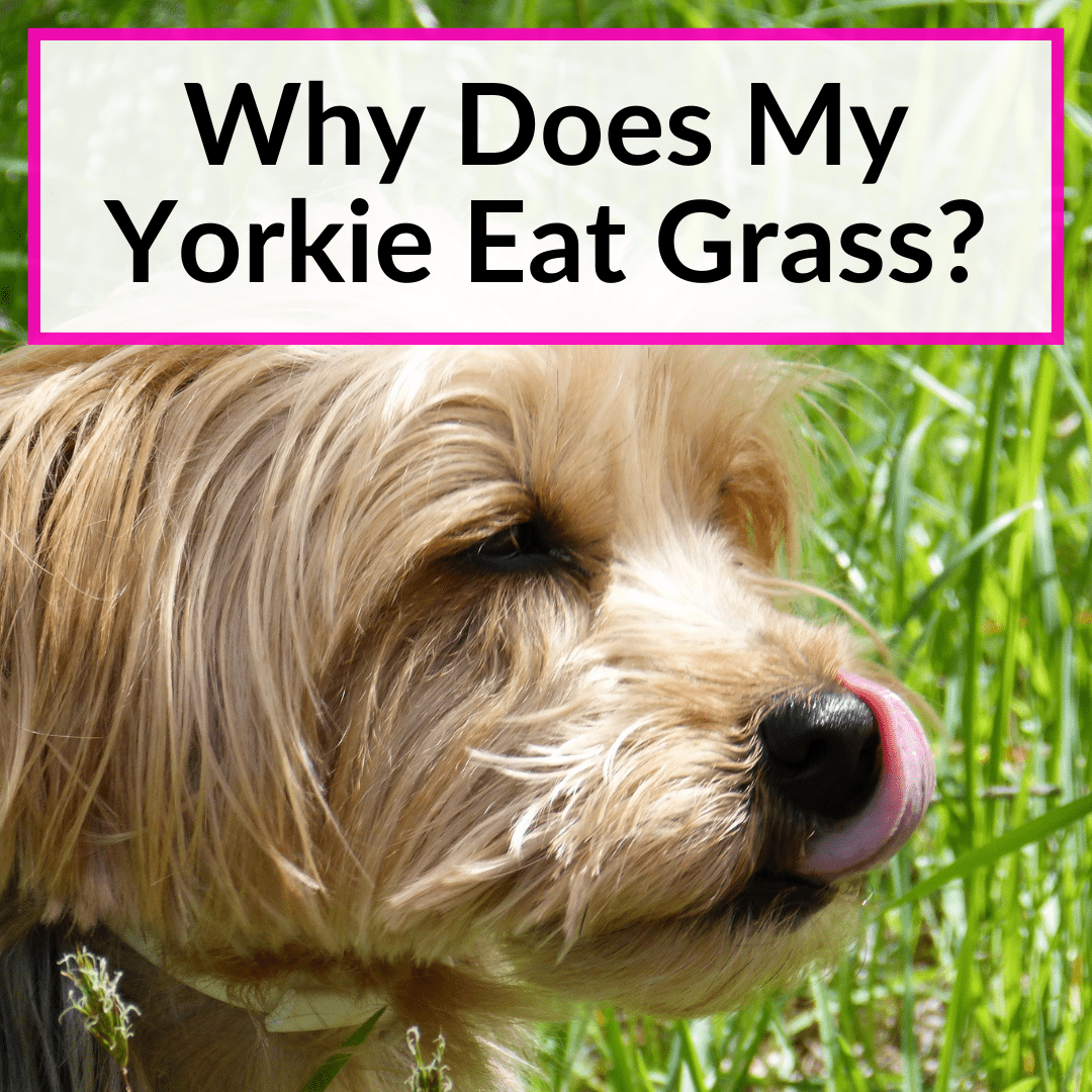 Why Does My Yorkie Eat Grass